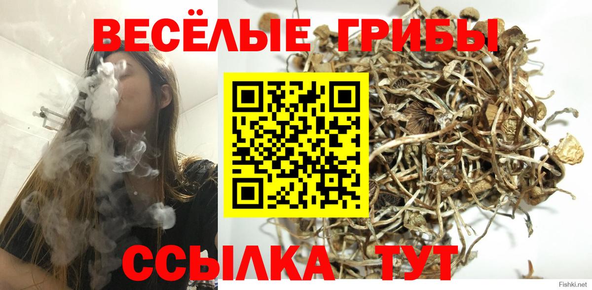 Сокол  Псилоцибиновые грибы прущие грибы  Галлюциногенные грибы Psilocybe  Вход с VPN 